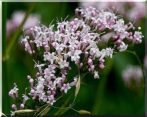 legevendel-root-medicinal-plant-against-insomnia