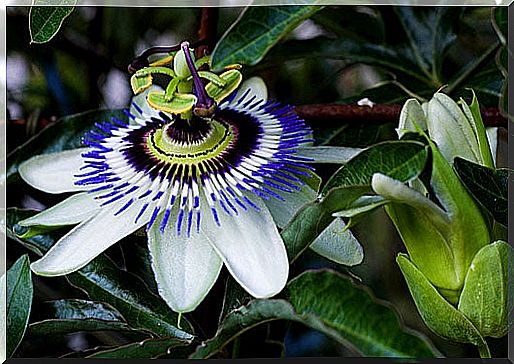 passion flower