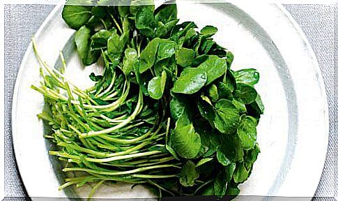 Watercress