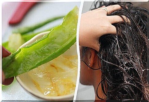 Aloe vera - natural hair mane