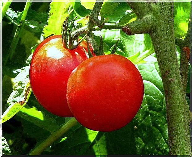 tomato against severe constipation