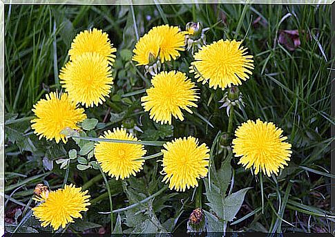 Dandelion is healthy for the liver and lowers cholesterol