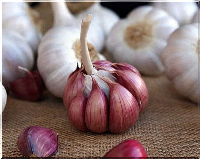 Garlic has many health benefits