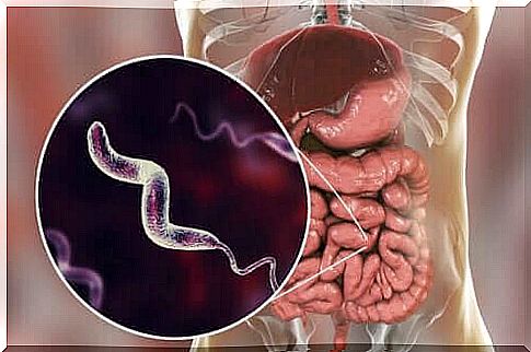 Characteristics of campylobacter infections