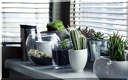 Five different ideas for planting a cactus