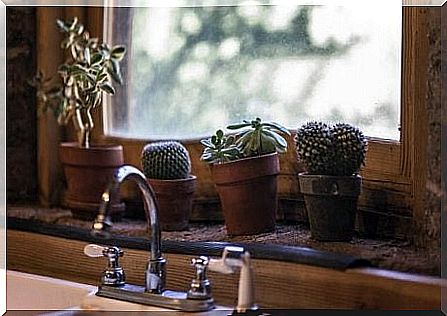 Cacti in the kitchen window