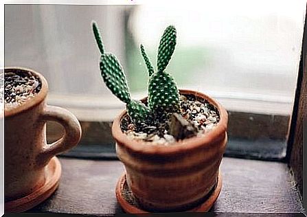 Cactus in cup