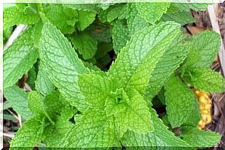 Peppermint growing outside