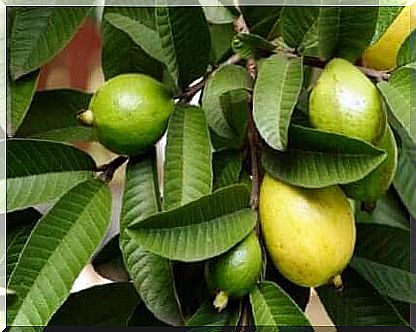 Guava leaves can cure path on the eye