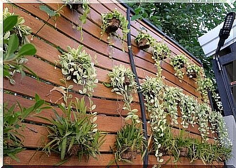 Four ideas for transforming an ordinary wall into a vertical garden