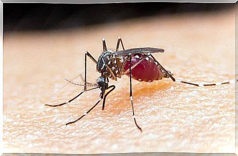 How to avoid mosquitoes - 4 unusual tricks