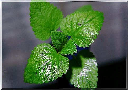 How to make mint oil