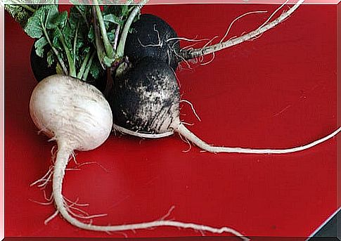 Black radish