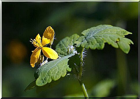 swallowtail increases bile production