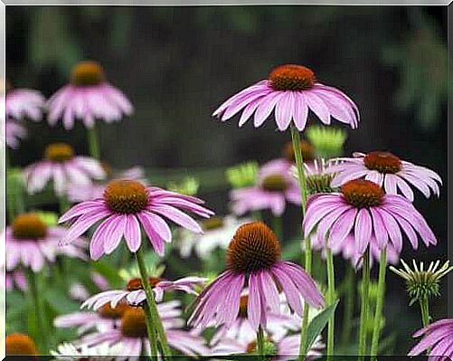 Echinacea is good for strengthening your immune system