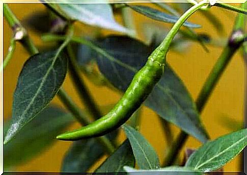 Properties of Ibarra Chili Pepper