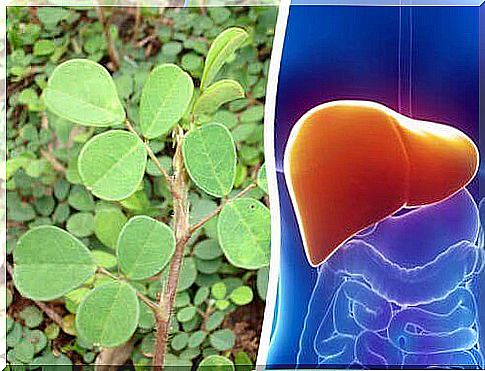 This plant restores the liver