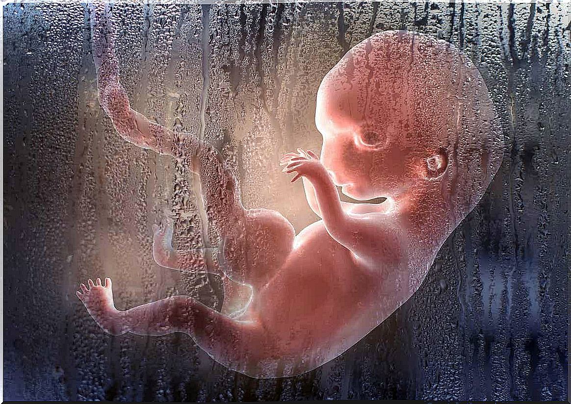 A fetus in the womb.